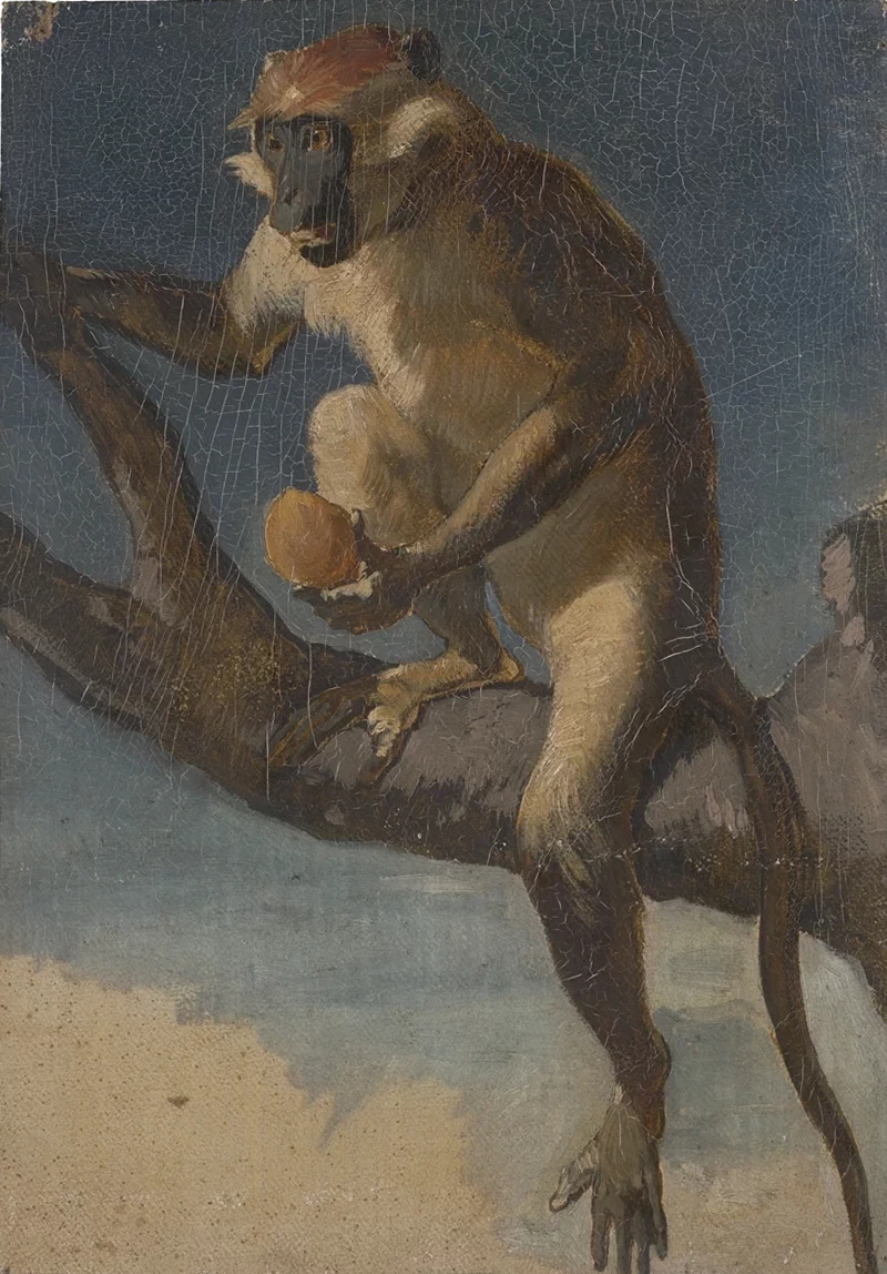 Studio di una scimmia con frutta